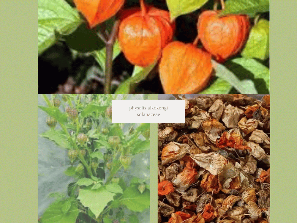 Physalis alkekengi (Kakanj) physalis alkekengi solanaceae