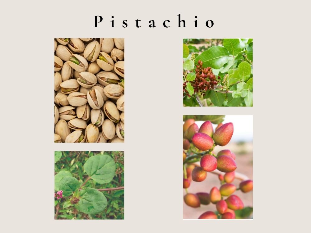 Pistachio (Pistacia vera) Pistachioa- vera