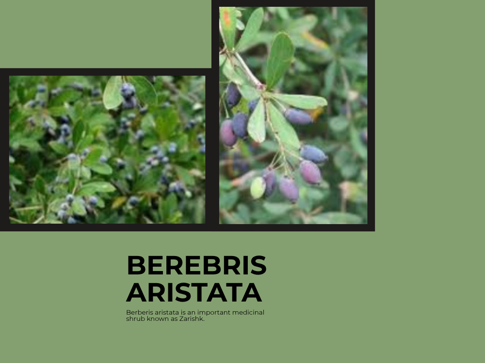Rasut berebris aristata