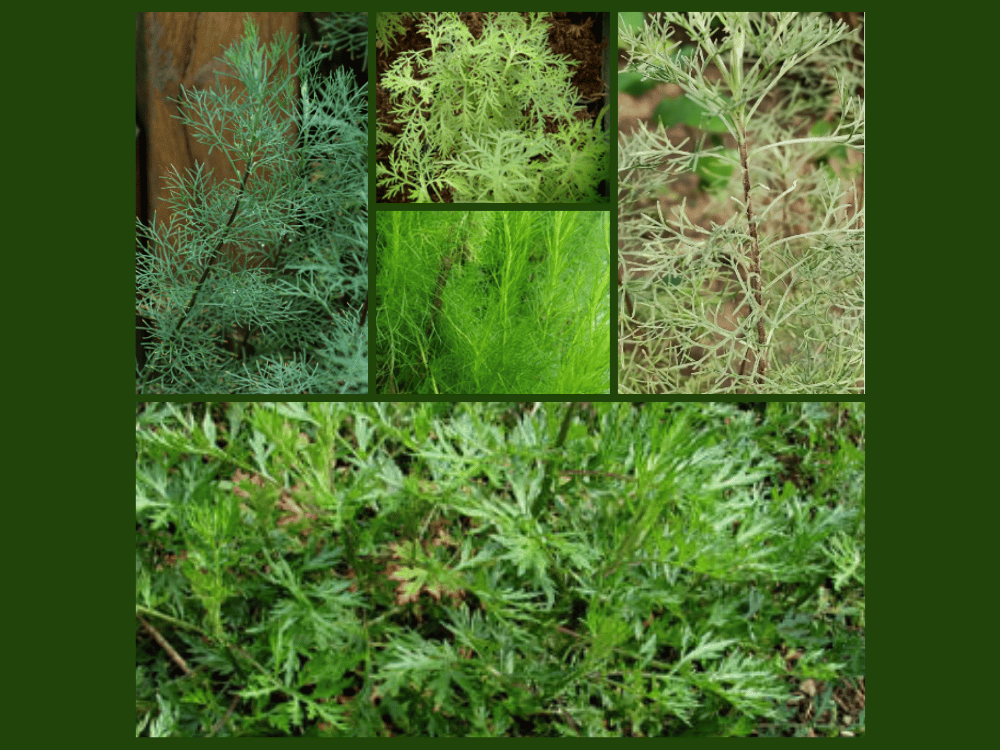 Santonin Artemisia….Cinaberg: Properties, Traditional Uses, and Effects on the Body santonin-artemisia-cinaberg
