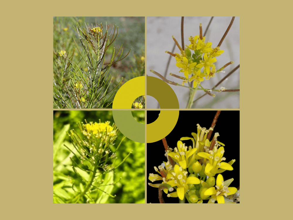 Sisymbrium irio (Khaksī / London Rocket) sisymbrium irio cruciferae