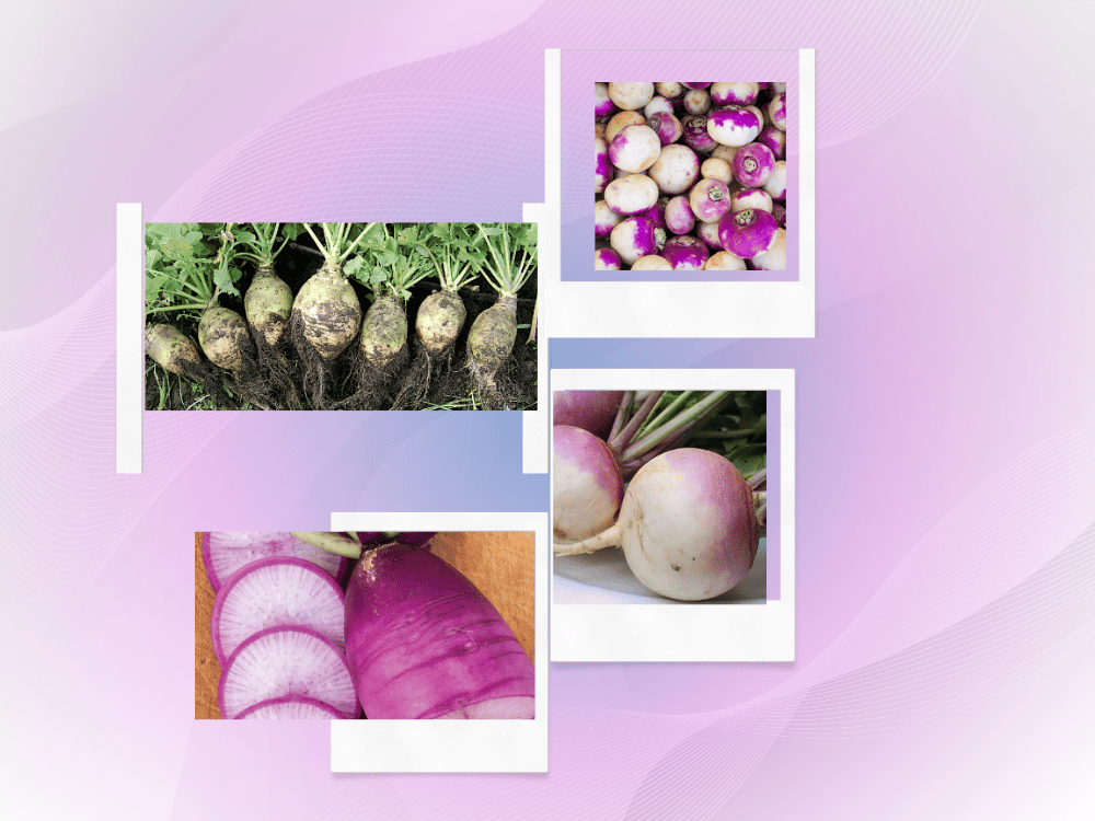 Swedish Turnip (Rutabaga) Introduction Swedish turnip, commonly known as rutabaga, is a root vegetable belonging to the Brassica family. It is widely cultivated in cold and temperate regions and is used both as a food source and medicinal plant. Botanical Description Plant The plant usually grows 4–5 feet high. It has a straight stem with many branches. Leaves resemble radish leaves and vary in color: Dark green (blackish) Yellowish green The leaves are commonly cooked and eaten as greens. Flowers Flowers are yellow and appear in beautiful clusters. They bloom mainly during the spring season. Pods and Seeds Pods are 1.5 to 3 inches long, smooth and green initially. They turn yellowish on ripening. Seeds are: Small, round, and smooth Black or reddish in color Distribution Commonly cultivated in: Punjab (Pakistan and India) Delhi, Uttar Pradesh (UP) Himachal Pradesh and Haryana Grown extensively in cold regions Also used as fodder for cattle Oil Content Seeds contain about 30–32% fixed oil The oil is: Less irritating than mustard oil Used in food preparation, especially in cold regions Known locally as bitter oil in some areas Chemical Composition Fixed oil (~30%) Sinalbin Sinapine (Sinpine) Sulphocyanide compounds Myrosin enzyme Ash (~4%), containing: Potassium phosphate Magnesium Calcium Temperament (Unani System) Hot and Dry – Third Degree Pharmacological Functions Absorbent (Qabiz) Blood purifier Stimulant (Muharrik) Body tonic (Muqawwi Badan) Increases internal heat (Hararat) Uses Dietary Uses Leaves are nutritious and aromatic Oil is used as a substitute for ghee, especially in: Bitter gourd dishes Radish preparations Commonly used in cold climates Medicinal Uses Acts as a body tonic and provides warmth Useful for people with cold temperament Seeds and oil help to: Improve metabolism Increase body strength External Uses Oil is used for massage: Improves blood circulation Removes skin blemishes Helpful in itching Often added to ointments Skin Care Seeds ground into paste and applied to: Improve complexion Give glow to the skin Ear Treatment Oil mixed with camphor and applied: Helps remove earwax Relieves ear pain Reduces ringing/noise in ears (tinnitus) Traditional Remedy Crushed seeds boiled in milk until thick Applied to the face regularly Believed to improve skin brightness and glow over time Animal Use Residue (peel/cake) used as animal feed Helps: Increase milk production Improve strength of cattle If you wash the vinegar with white mustard seeds in a bowl and mix it with soap, the husk will stop falling off after some time. Mustard oil is a famous mixture. Special benefit: Strengthens the fire. swedish-turnips-cruciferae