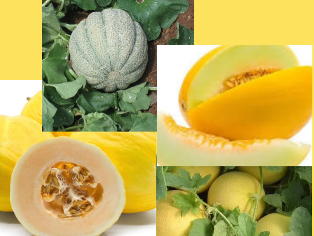 Sweet Melon (Cucumis melo / Kharbuza) sweet-melon-cucumis-melo cucurbitaceae