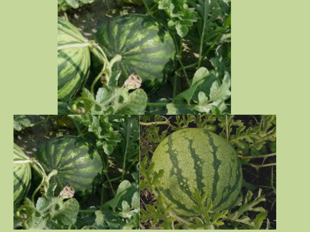 Watermelon (Citrullus lanatus) Citrullus Vulgaris