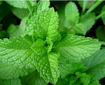 Mint (Mentha) Wild Mint (Mentha sylvestris) mentha and wild mint