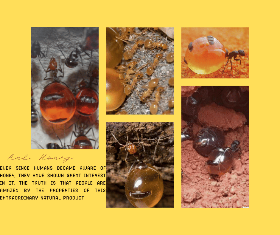 Ant Honey (Asal-ul-Naml) Ant Honey (Asal-ul-Naml)