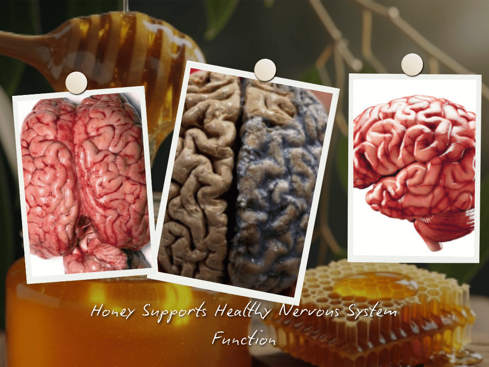 Honey Supports Healthy Nervous System Function