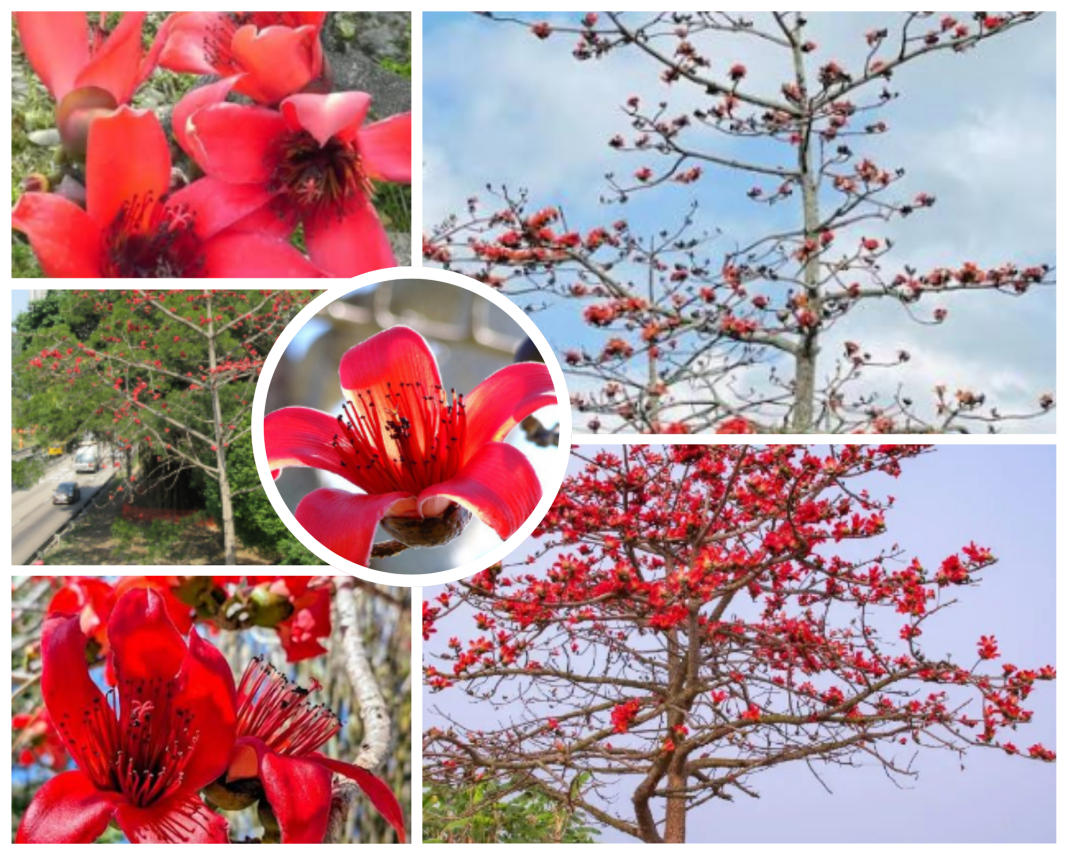 Bombax Malabaricum Gum Bombax Malabaricum Gum