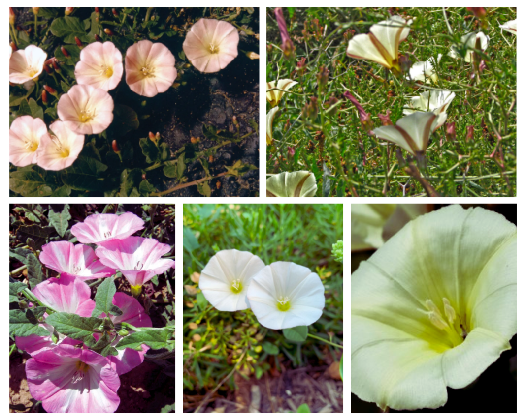 Convolvulus scammonia Convolvulus scammonia