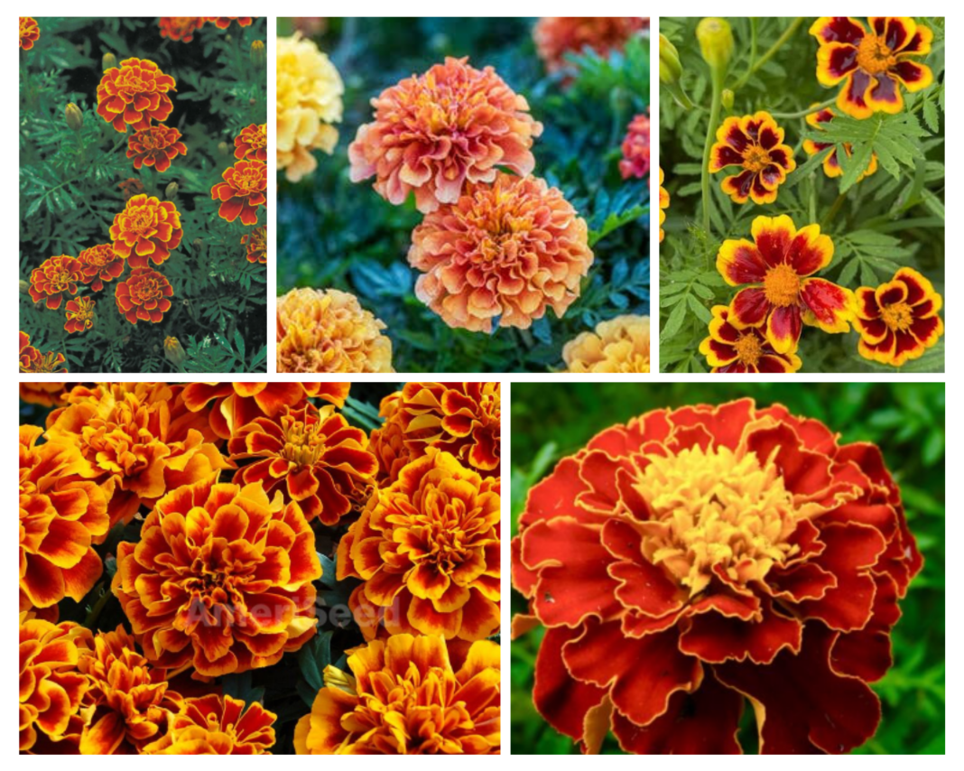 French Marigold grassroota tagitus frecta millisia