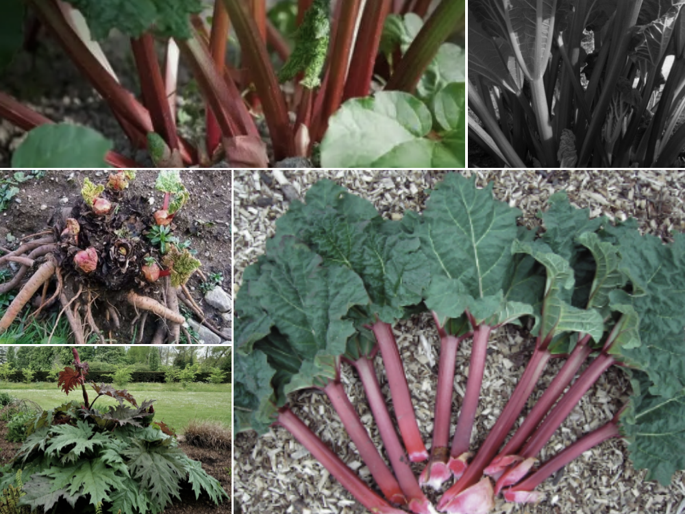 Rhubarb- root RHUBARB ROOT