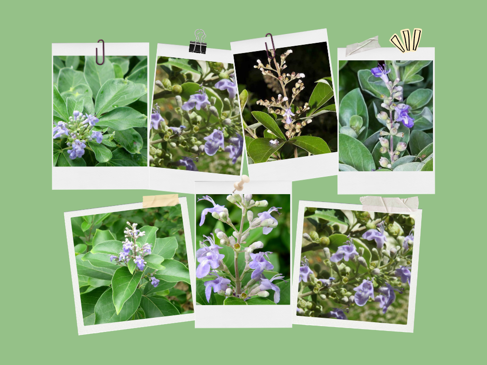 Vitex Negundo