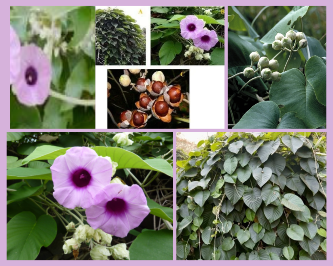 argyreia-speciosa-libiatae
