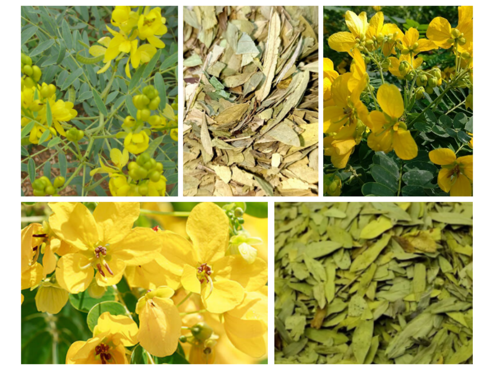 Cassia Angustifolia (Senna Makki) vvvcassia angustifolia leguminose