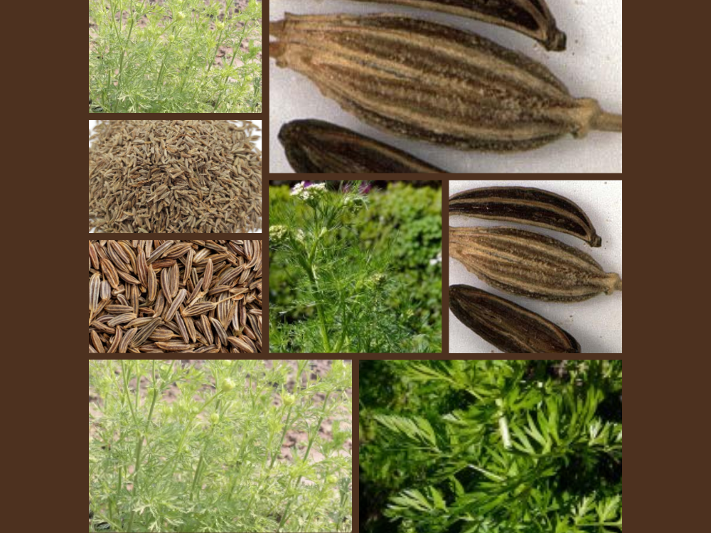 Cuminum Cyminum (Cumin) cuminom-cyminum-cumin