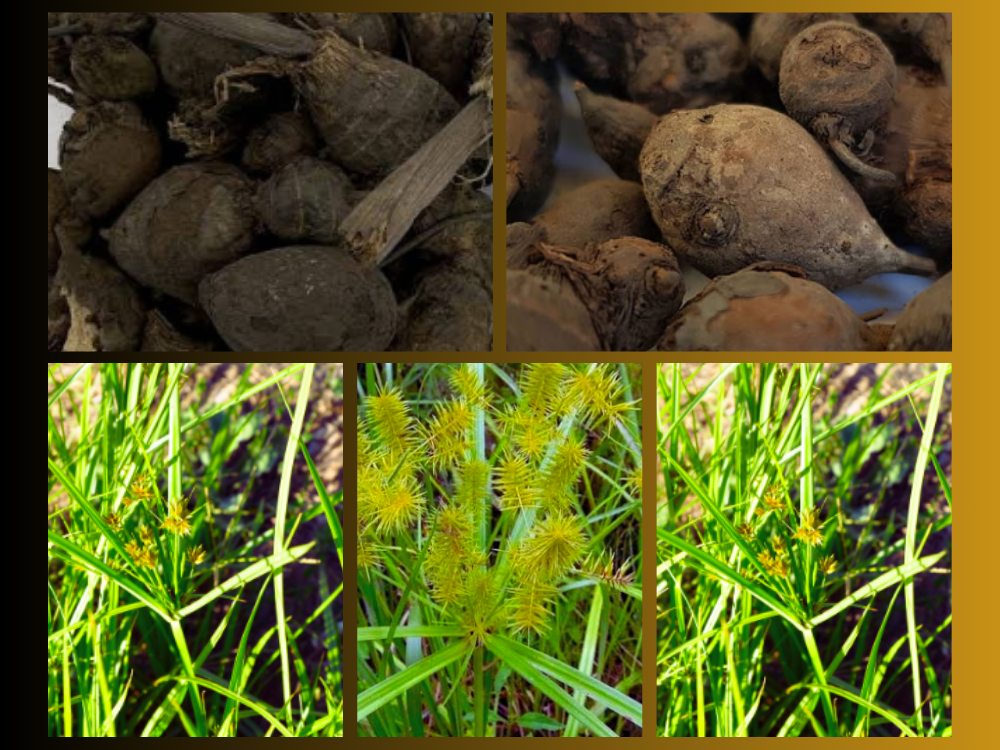 cyperus-scariosus-cyperaceae