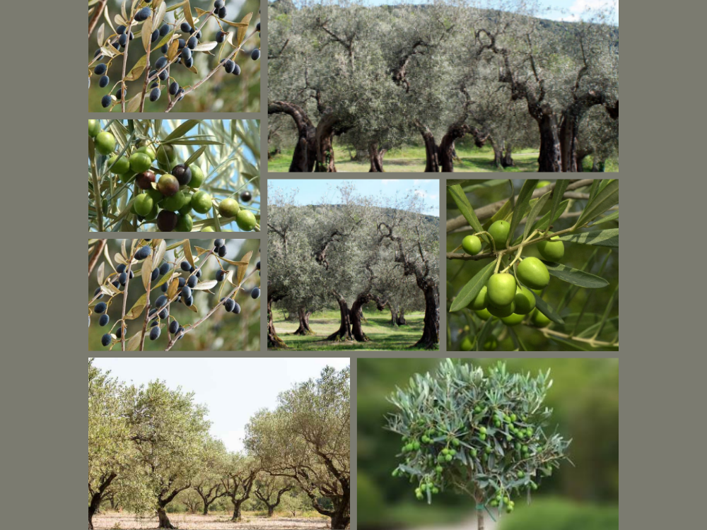 Olea Europaea (Olive) olea europaea oleaceae