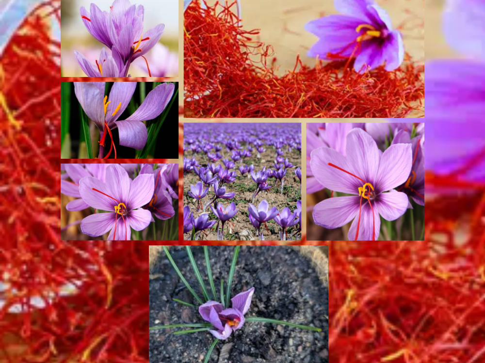 Saffron (Crocus Sativus) rocus sativus