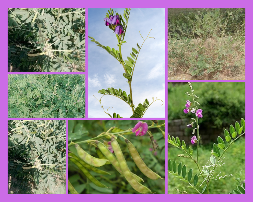 Tephrosia purpurea tephrosia purpurea leguminosae