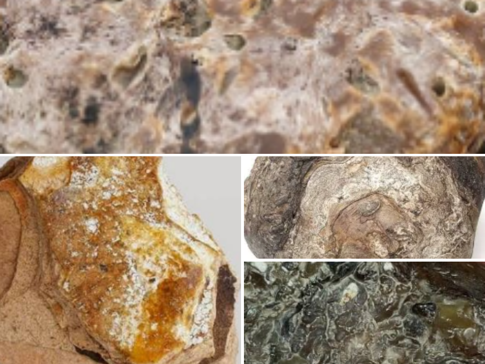 Ambra Grasea (Ambergris)
