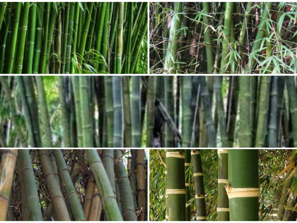 Bambusa Arundinacea (Tabasheer / Bamboo Manna) Bambusa Arundinacea (Tabasheer Bamboo Manna)