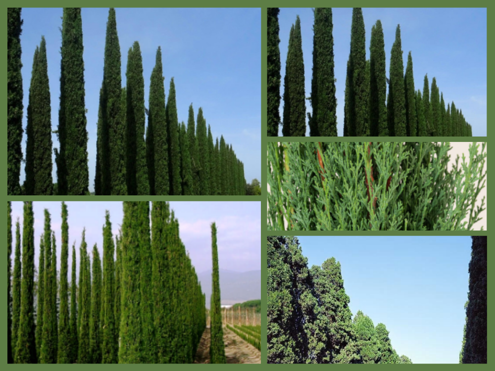 Cupressus Sempervirens Cupressussem-per-virens-coniferae
