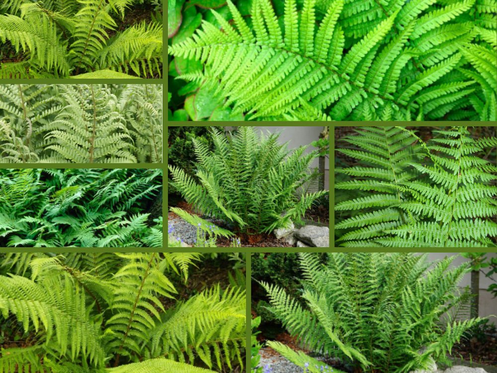 Malefern(Dryopteris-Filixmas Filixmoss) Dryopteris-Filixmas-Filixmoss