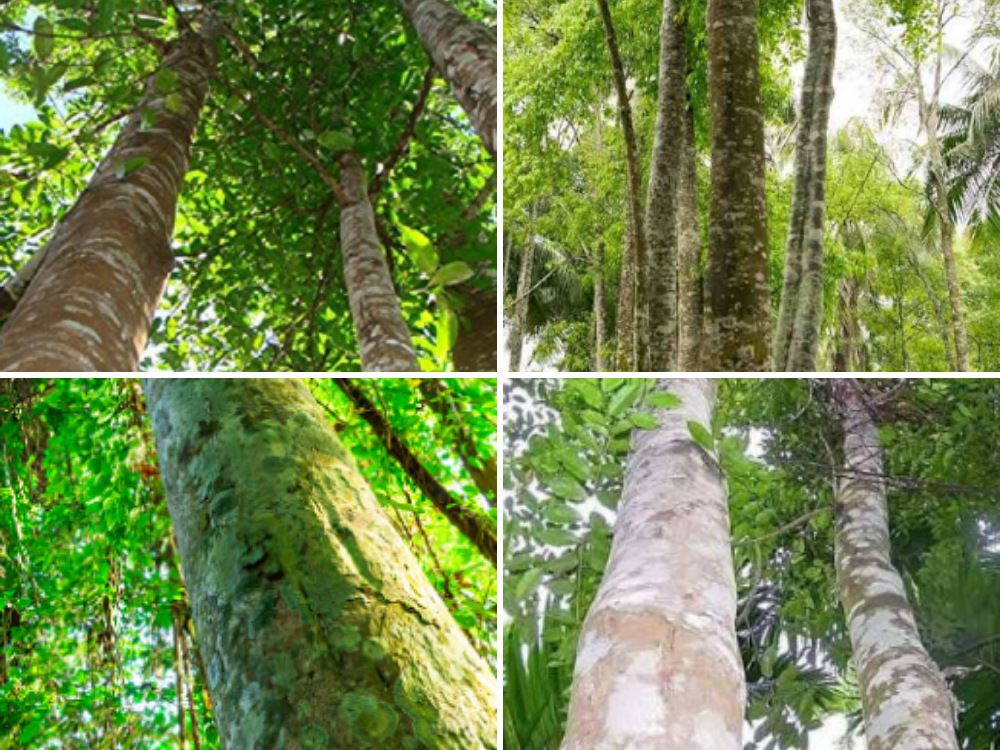Eagle Wood (Oud / Agarwood) Eagle Wood (Oud Agarwood)