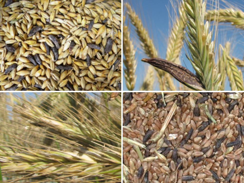 Ergot (Ergota) Ergot (Ergota)