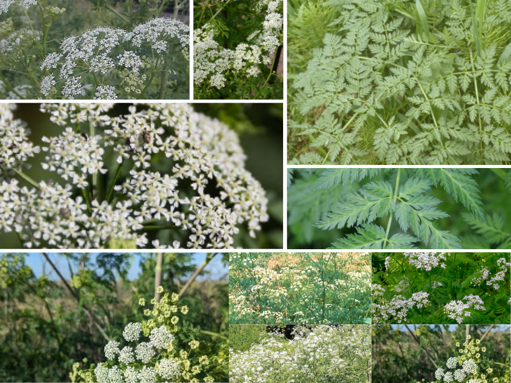 Hemlock (Conium maculatum) Hemlock (Conium maculatum)