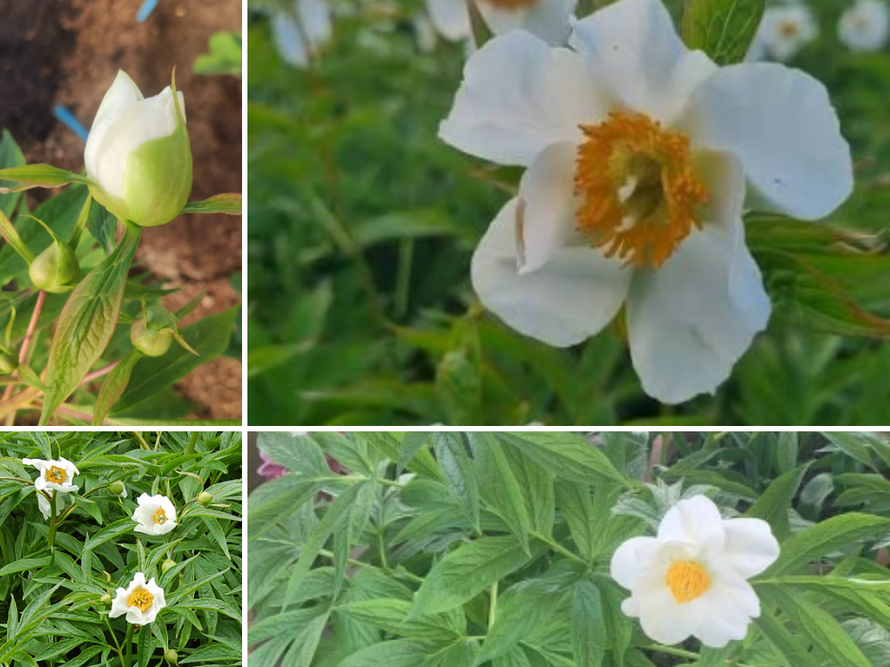 Paeonia emodi (Ood-e-Saleeb) Paeonia emodi (Ood-e-Saleeb)