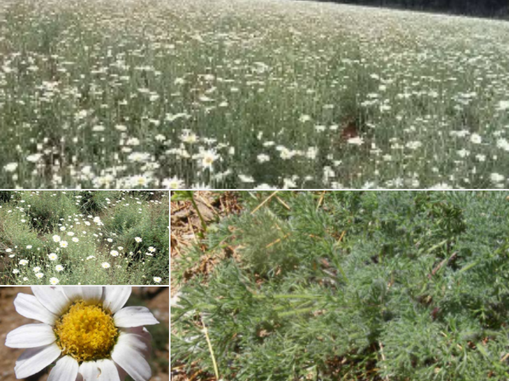Pyrethrum Radix (Akarkara) Pyrethrum Radix (Akarkara)