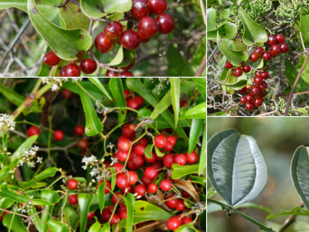 Smilax Officinalis (American Sarsaparilla) Smilax Officinalis (American Sarsaparilla)