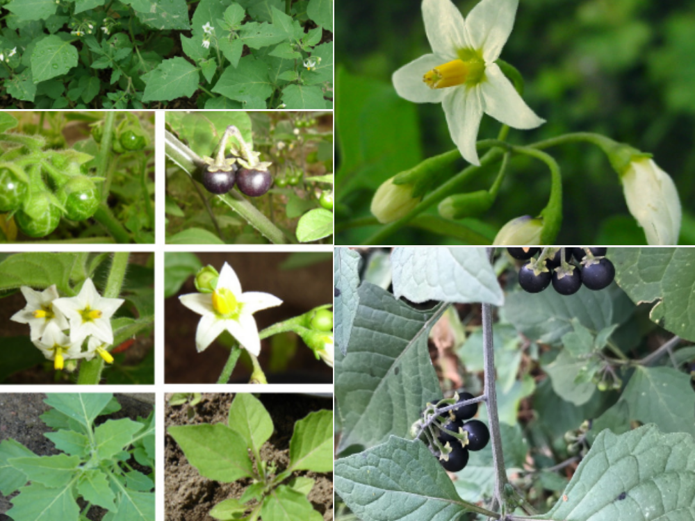 Solanum Nigrum (Black Nightshade) Solanum Nigrum (Black Nightshade)