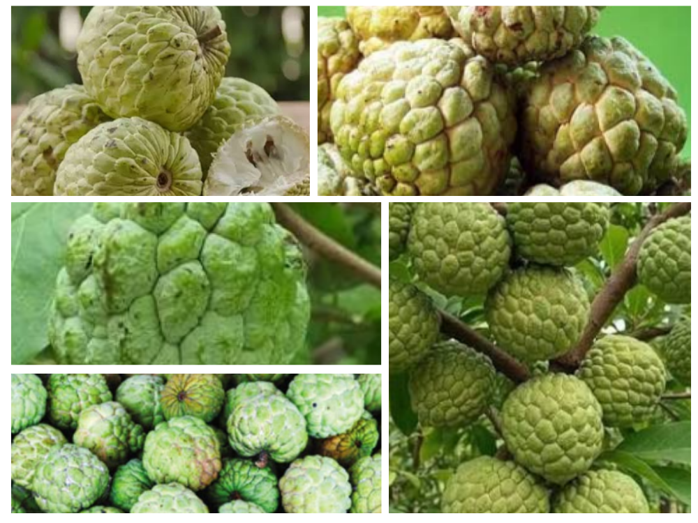 Annona squamosa (Sharifa / Custard Apple) annonasquama-custard-apple