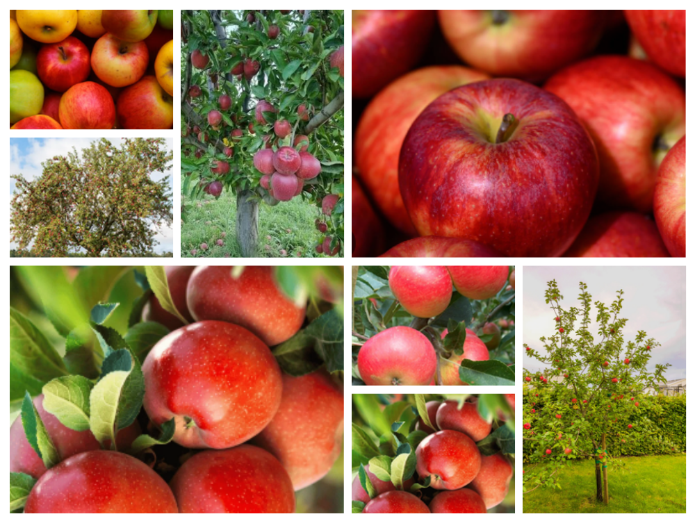 Apple(Malus sylvestris Mill) apple-malus-sylvestris-mill