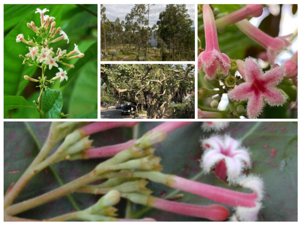 cinchona-cortex-cinchofficinalis
