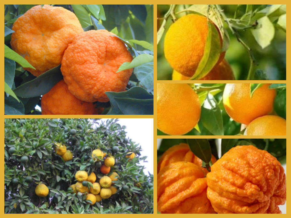 Citrus Aurantium citrus-aurantium