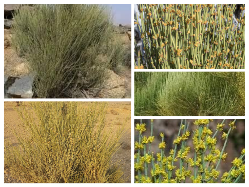 Ephedra Sinicasteae ephedra-sinicasteae-ephedra-ma-huang