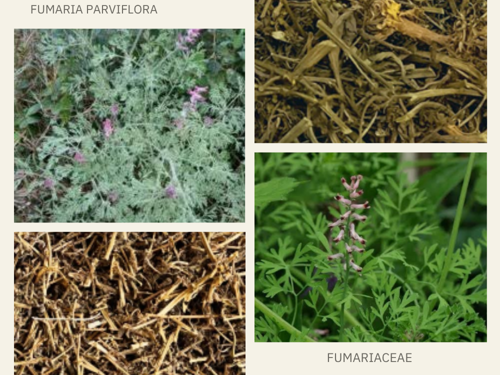 Fumaria parviflora fumaria-parviflora