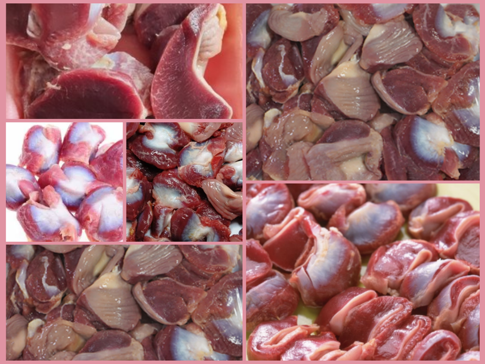 Gizzard