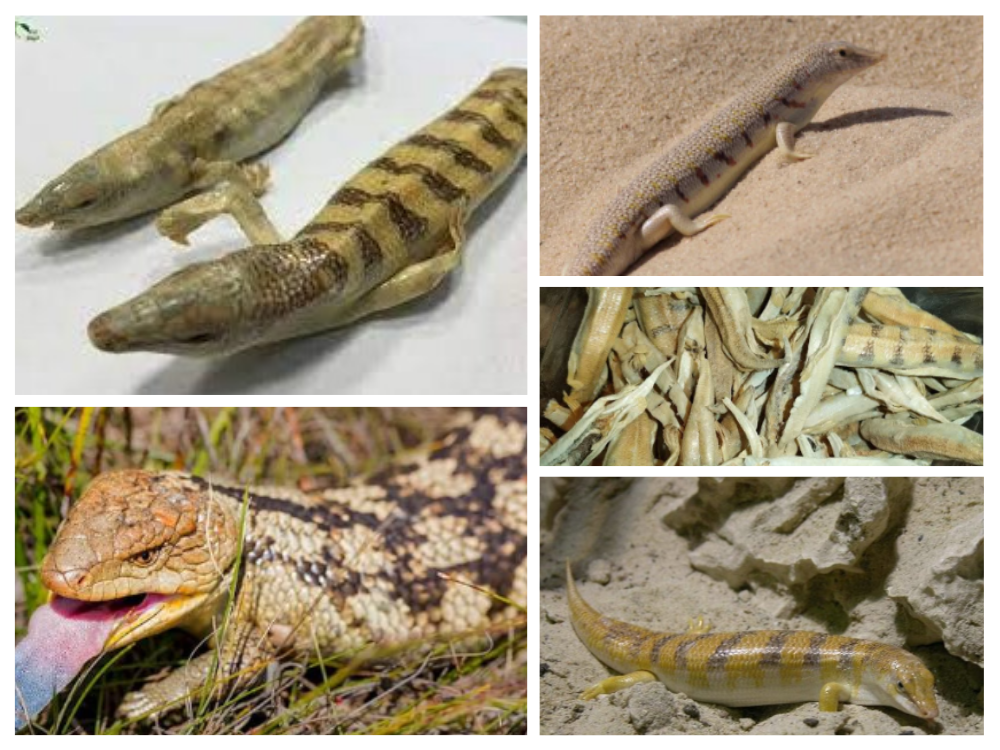 lacerta-scincus