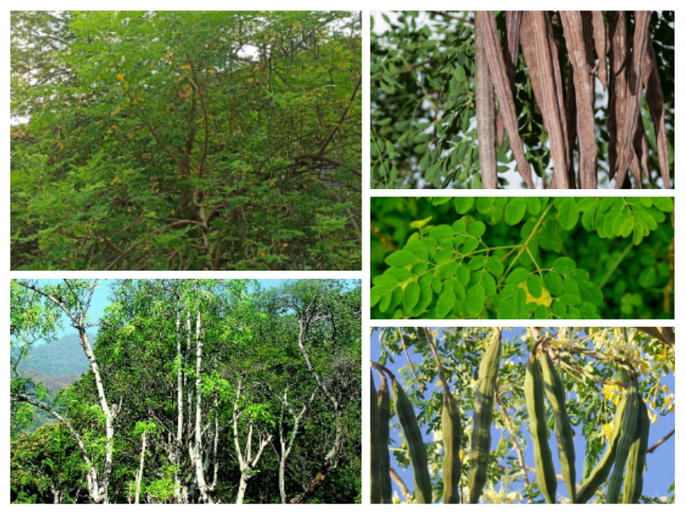 morinaga-oleifera-moringaceae