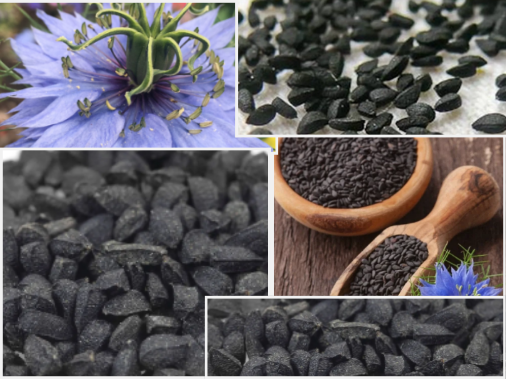 Nigella Sativa nigella-sativa