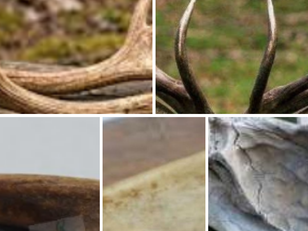 Stag (Deer Antler) stag