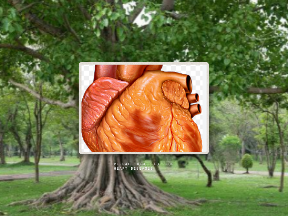 Peepal Remedies for Heart Diseases
