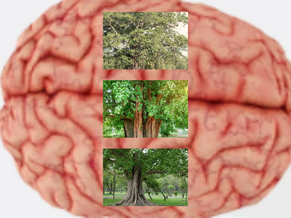 Peepal for Brain Disorders Peepal for Brain Disorders